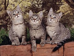 The Three Tenors